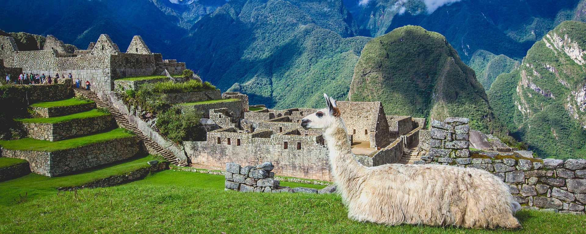 Llama at Machu Picchu, Peru