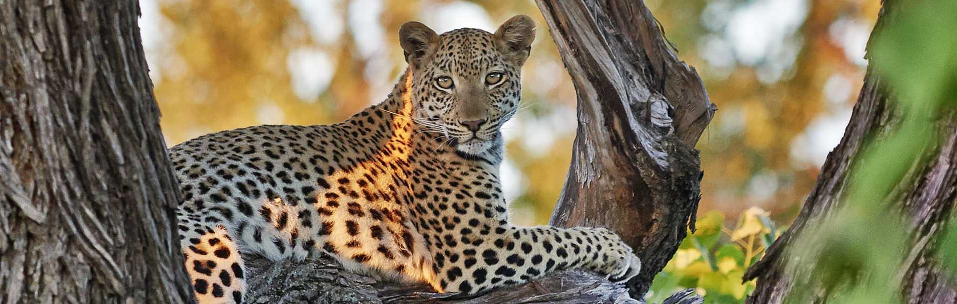 Leopard lounging in a tree in the Okavango Delta