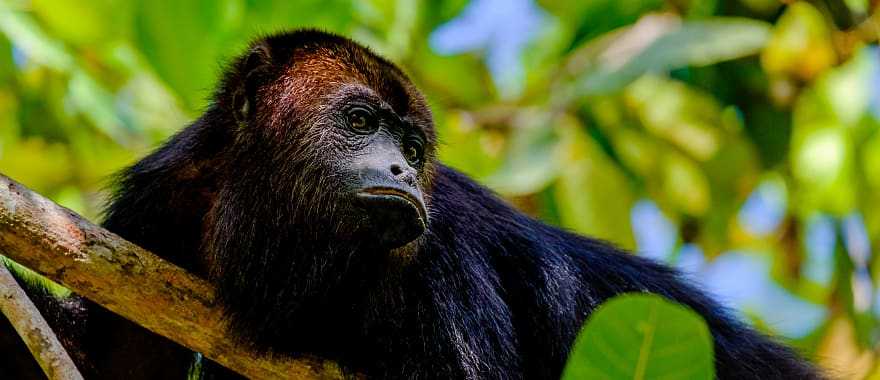 Black Howler monkey in Belize 