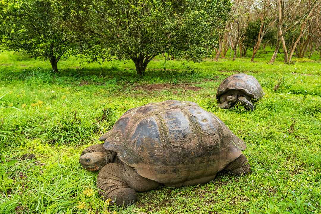 Giant tortoises on Santa Cruz island, Galapagos