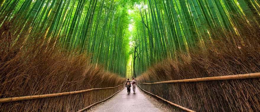 Sagano Bamboo Forest, Kyoto, a picturesque grove in the middle of urban landscapes, Japan