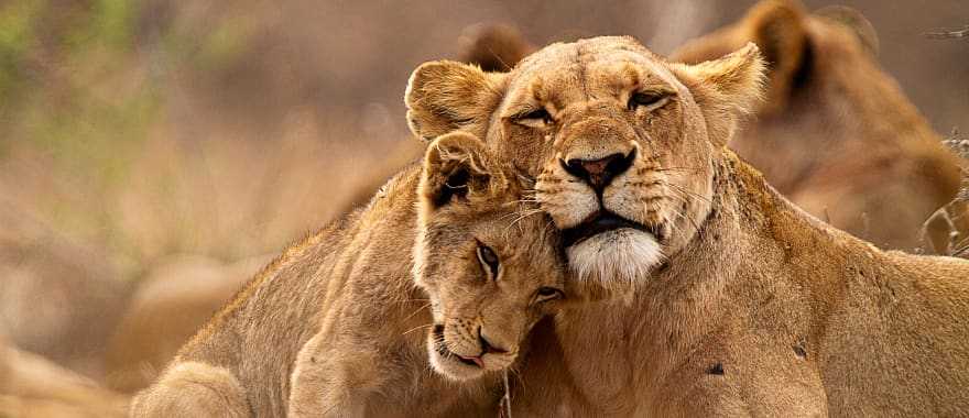 Lioness and her cub in Kruger National Park, South Africa.