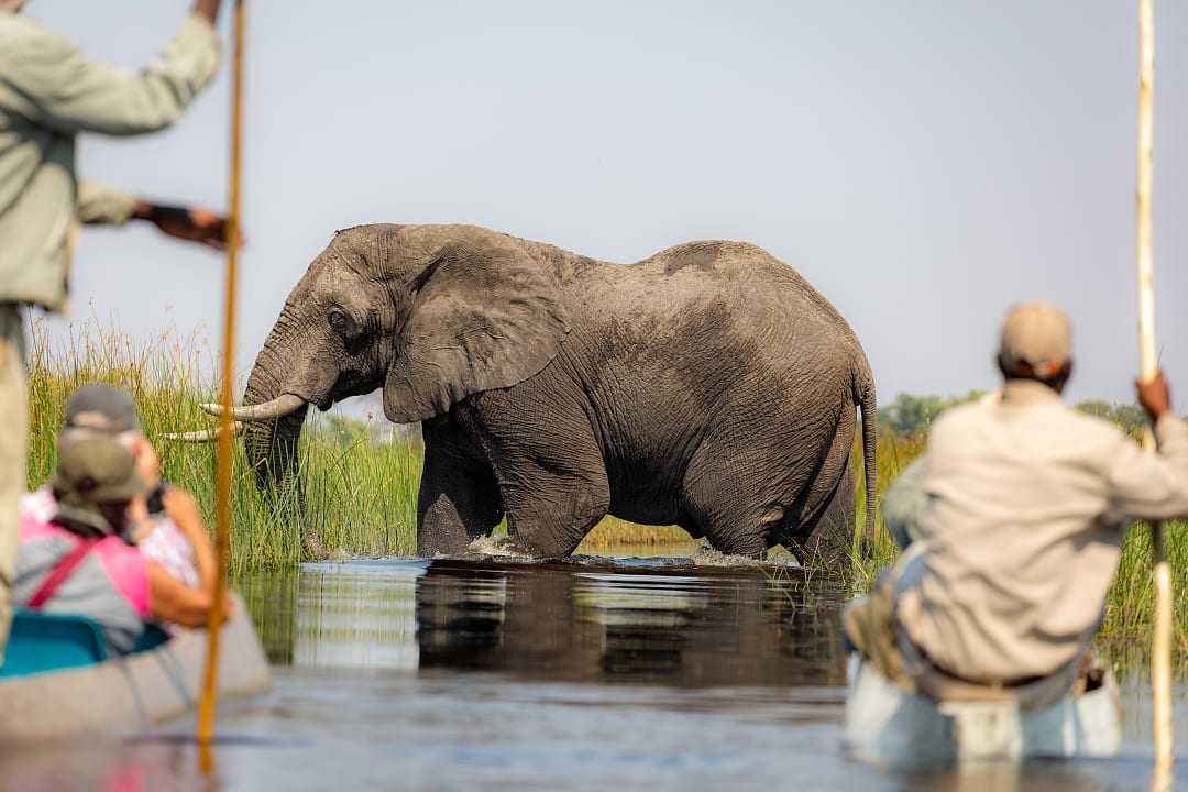 Travelers on mokora boat safari observing an elephant crossing the river in the Okavango Delta, Botswana