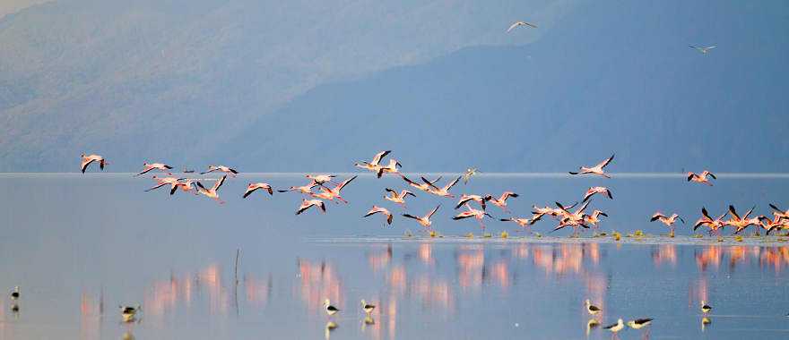 Flock of flamingos by Lake Manyara in Tanzania