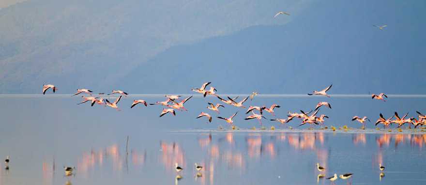Flock of flamingos by Lake Manyara in Tanzania Flock of flamingos by Lake Manyara in Tanzania