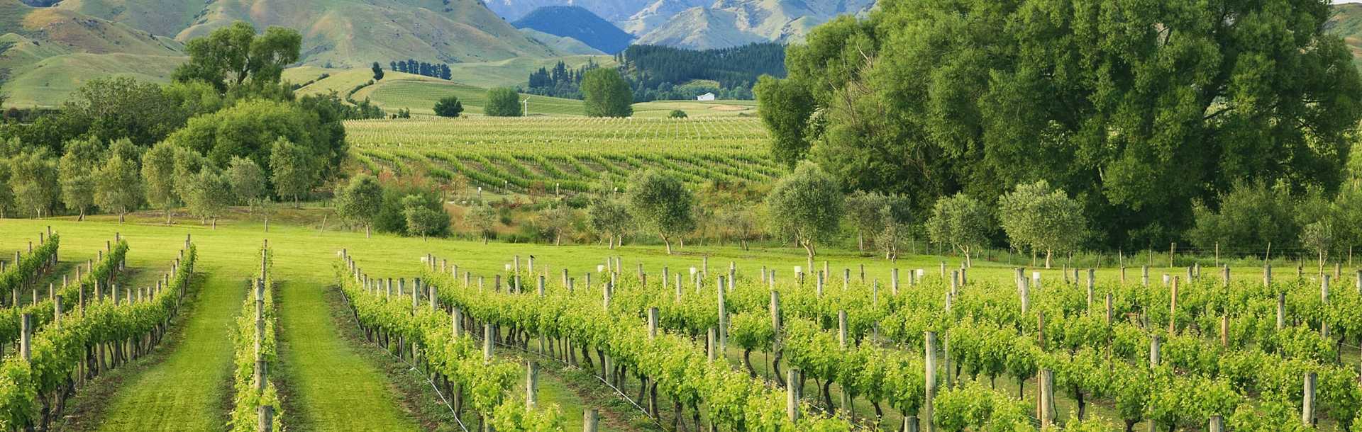 New Zealand Wine Tours - Vineyards in Marlborough