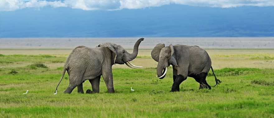 Elephants in Amboseli National Park, Kenya