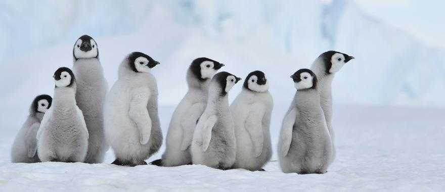 Emperor penguins on Snow Hill island, Antarctica