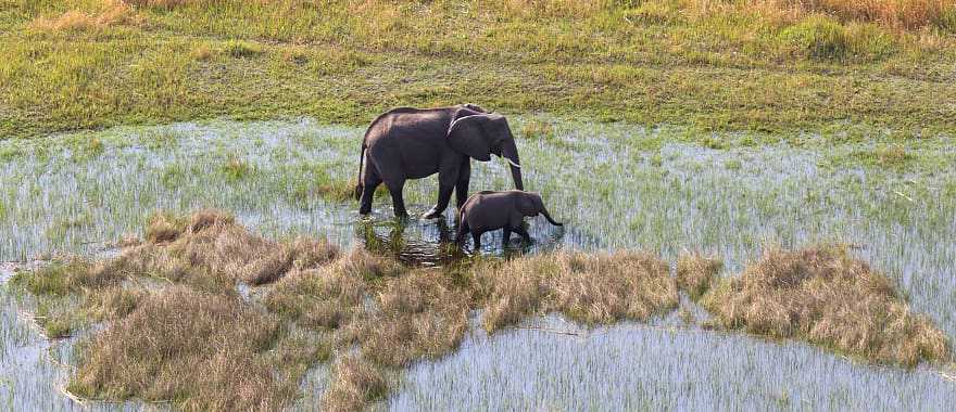 Elephants crossing the Okavango Delta 