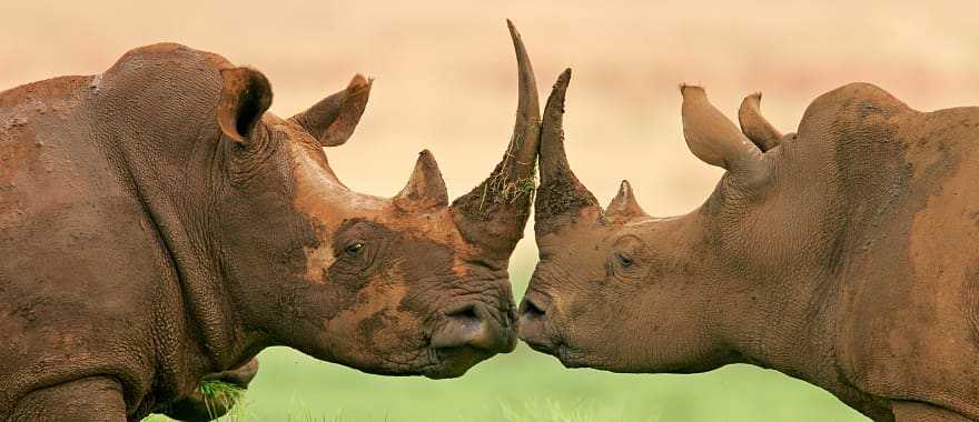 White rhinos in the savanna at sunset, South Africa