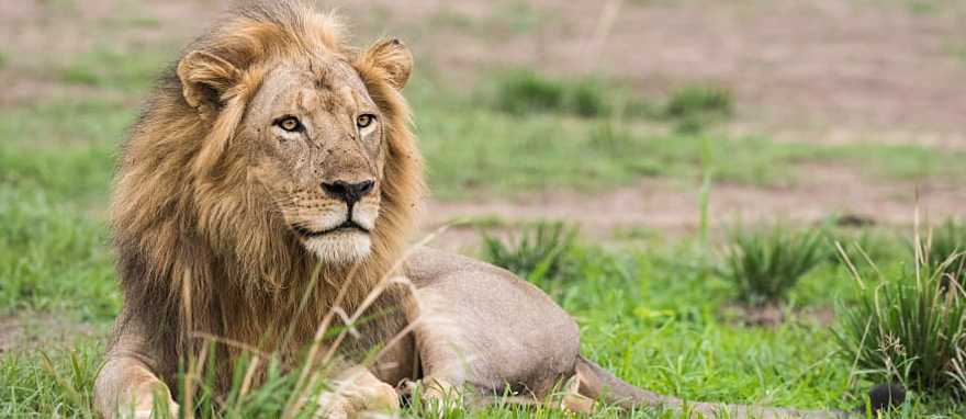 Signature Rwanda Safari: Gorillas, Chimpanzees and Big-Game Savannah Signature Rwanda Safari: Gorillas, Chimpanzees and Big-Game Savannah