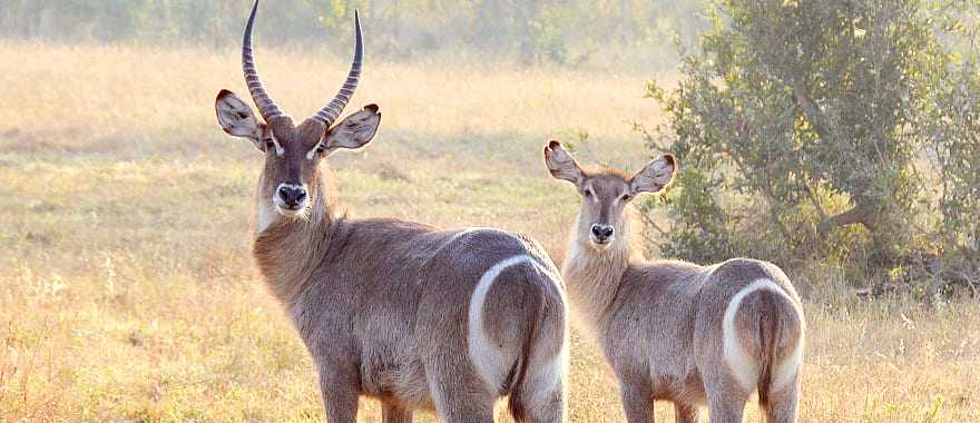 Two waterbucks stare directly into the camera in Sabi Sands, South Africa