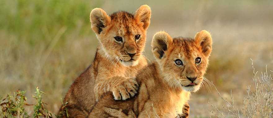 Lion cubs in the savanna, Kenya