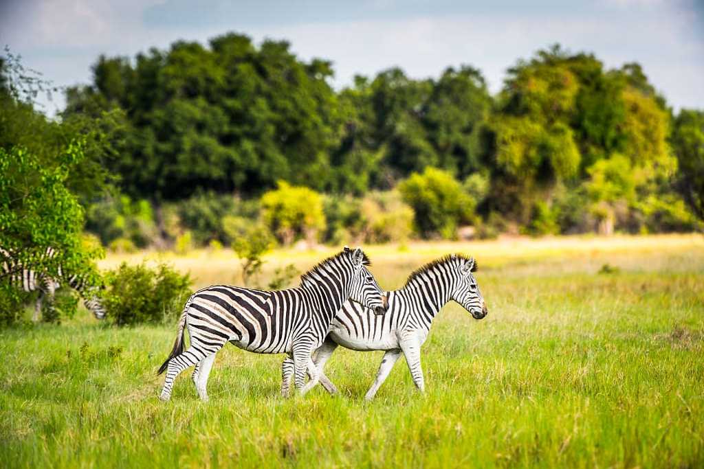 Zebras in the Okavango Delta, Botswana