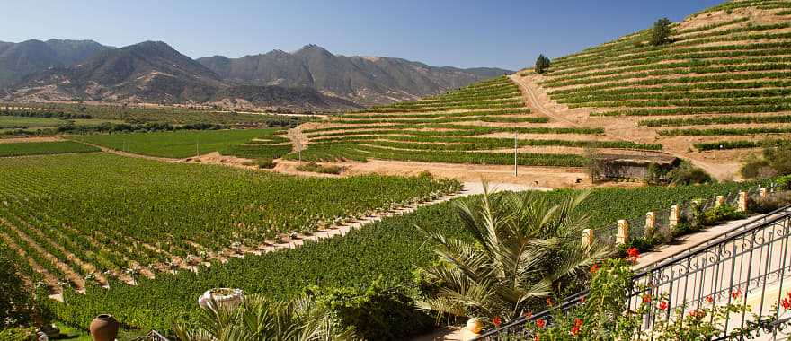 Beautiful vineyard near Santiago in Chile 