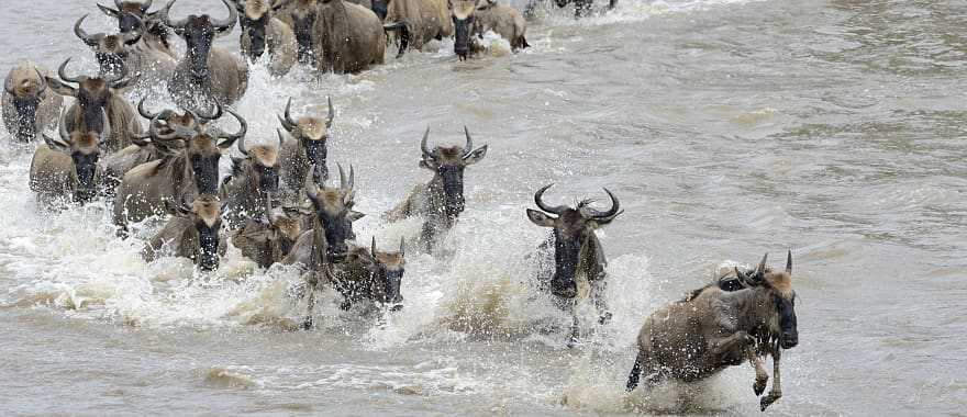 Wildebeests crossing the Mara river in Tanzania