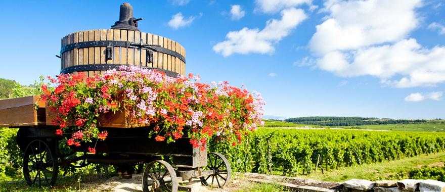 Vineyard of Cote de Beaune in Burgundy, France