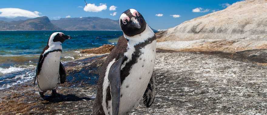 Penguins on Boulders Beach near Cape Town, South Africa