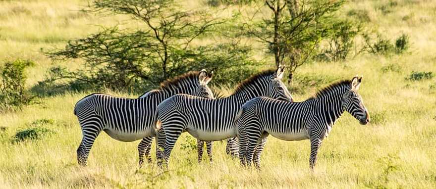 Samburu National Reserve, Kenya Zebras in Samburu National Reserve, Kenya