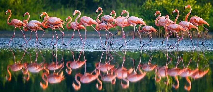 Flamingos standing in water with reflection