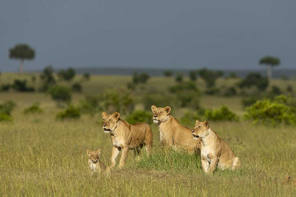 Lions in Maasai Mara National Park, Kenya