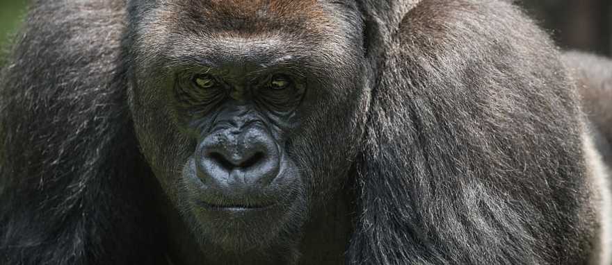 Silverback gorilla in The Impenetrable Forest National Park