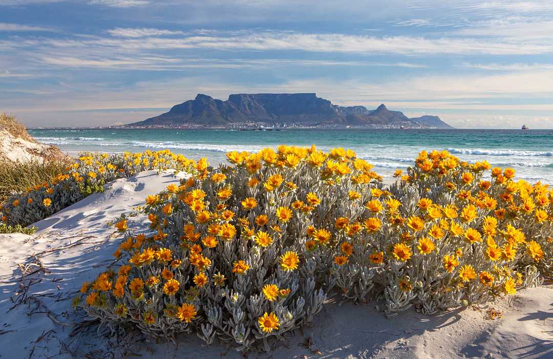 The blooming spring flowers along the coastline of South Africa, with Table Mountain in the background.