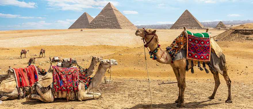 Camels near the Great Pyramids of Giza in Cairo, Egypt.