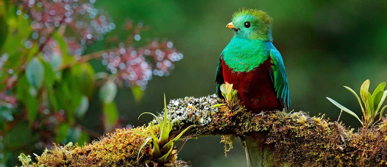 One of the beauties of the wild forests of Costa Rica Quetzal - sacred bird of the Mayan tribe