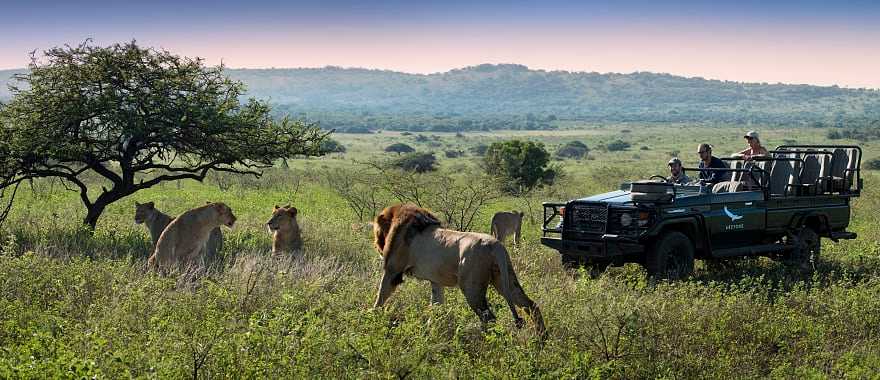 Observing a lion pride while on safari game drive in Phinda Private Reserve, South Africa.  