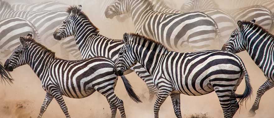 Zebras migrating in Africa