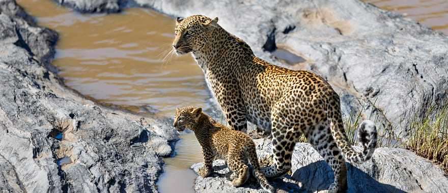 Leopard and her cub on the stones of the Olare Orok River in Kenya
