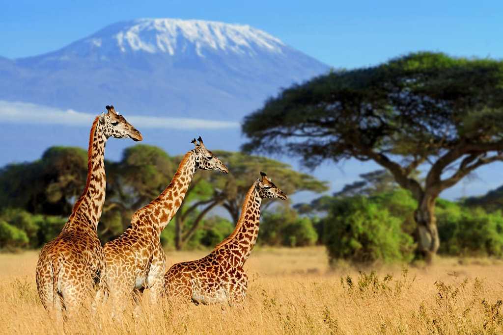 Giraffes in Kenya with Mount Kilimonjaro in the background