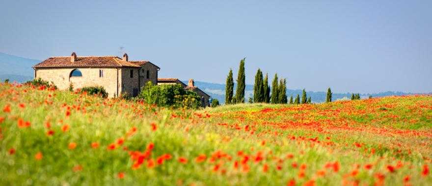 Beautiful poppies surrounding a villa in Tuscany, Italy