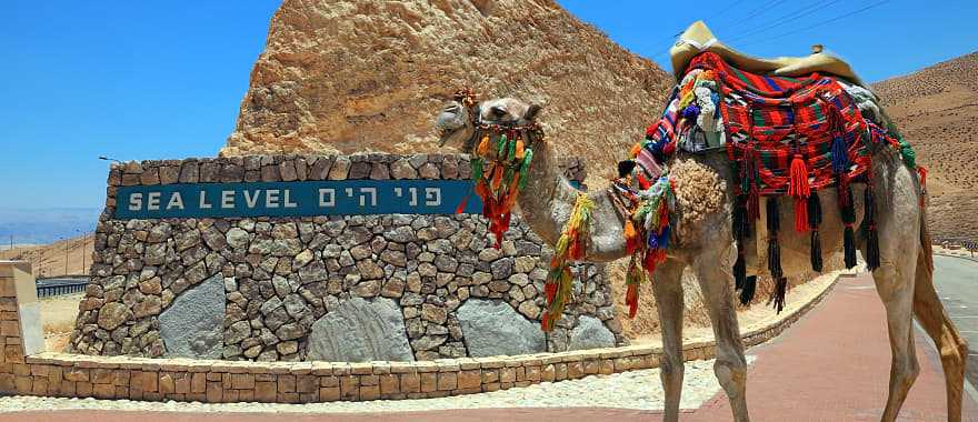 Decorated camel in Israel