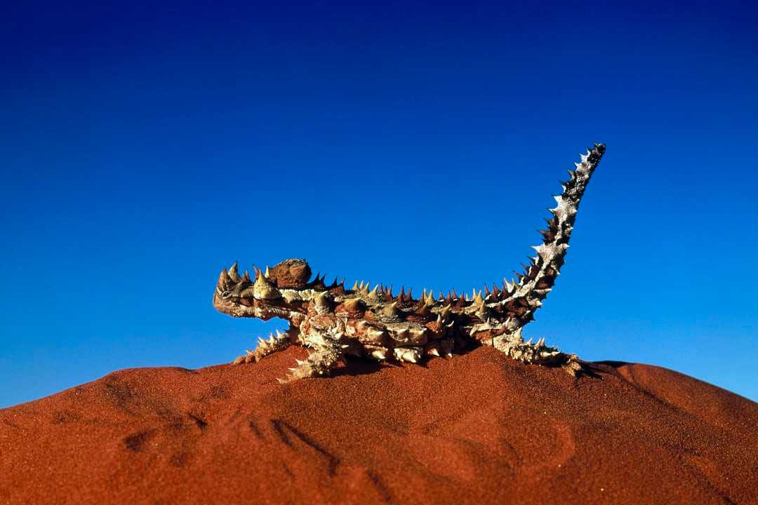 Thorny Devil Lizard at the Red Centre in Australia