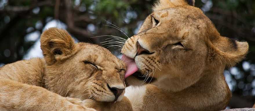 Maasai Mara National Reserve, Kenya Maasai Mara National Reserve, Kenya