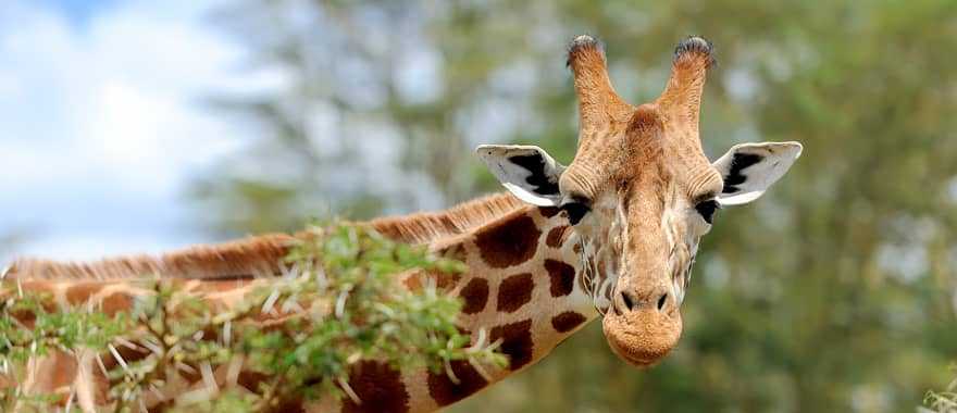 Close up portrait of giraffe in the African savanna