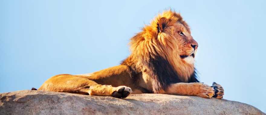 Etosha National Park, Namibia Lion laying on a rock in Etosha National Park, Namibia