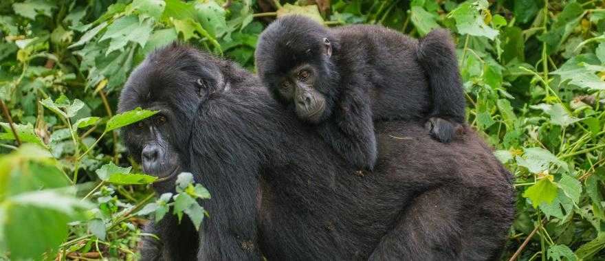 Mother and baby mountain gorilla in Bwindi Impenetrable Forest, Uganda