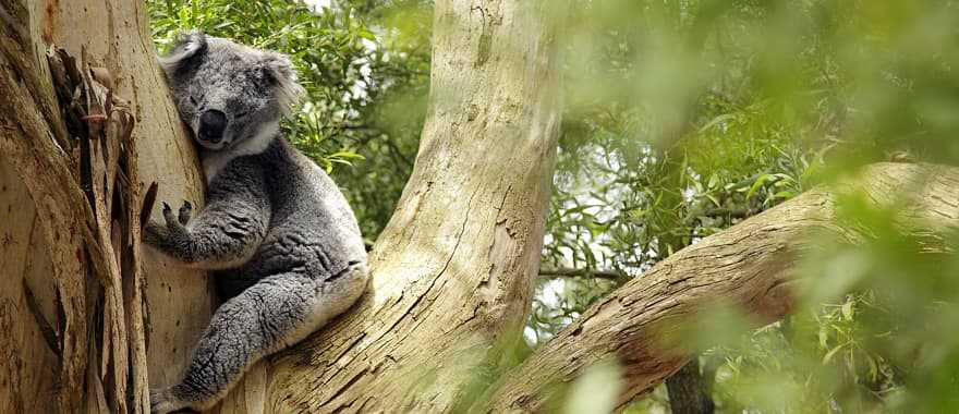 Koala - one of the symbols of Australia