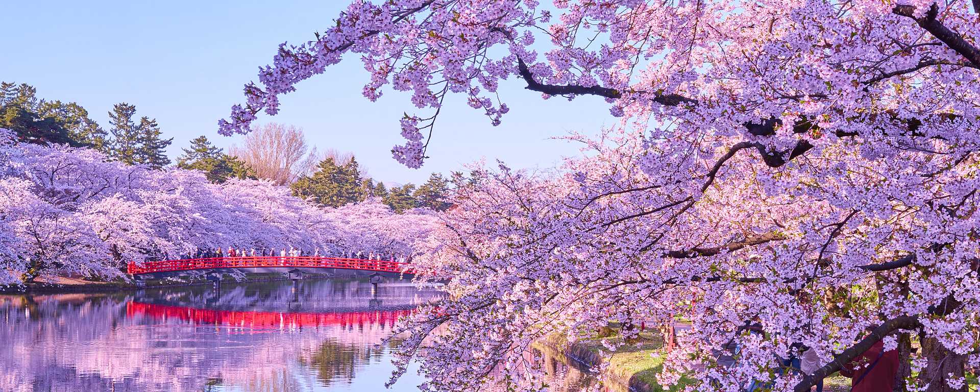 Bridge crossing a river lined with blooming cherry blossoms in Hirosaki Park, Japan