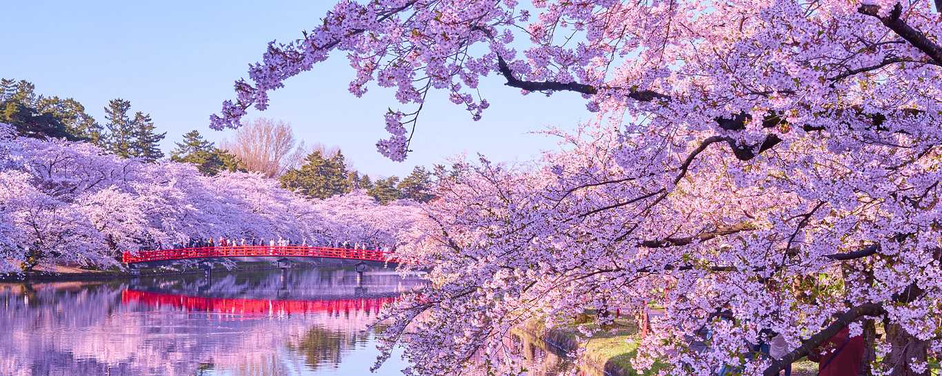 Best Cherry Blossom Tours of Japan 20242025 Zicasso