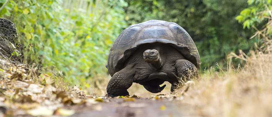 Giant turtle in El Chato tortoise reserve, Ecuador