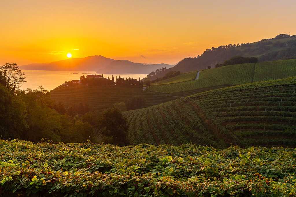 Vineyards at sunrise in Basque, Spain