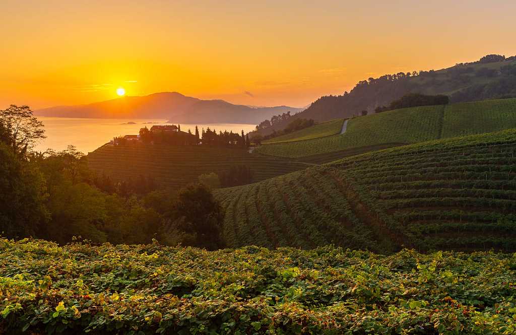 Vineyards at sunrise in Basque, Spain Vineyards at sunrise in Basque, Spain