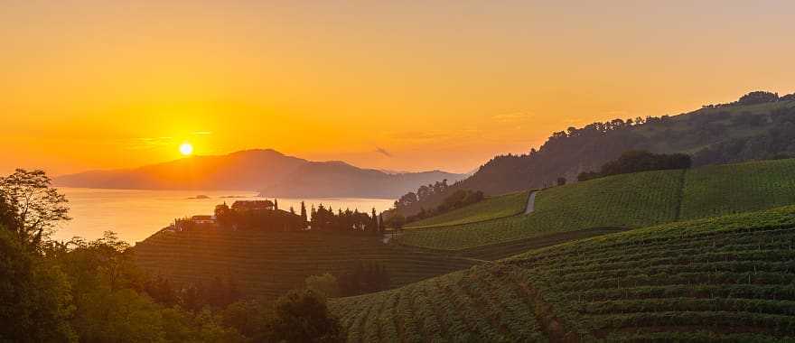 Vineyards at sunrise in Basque, Spain