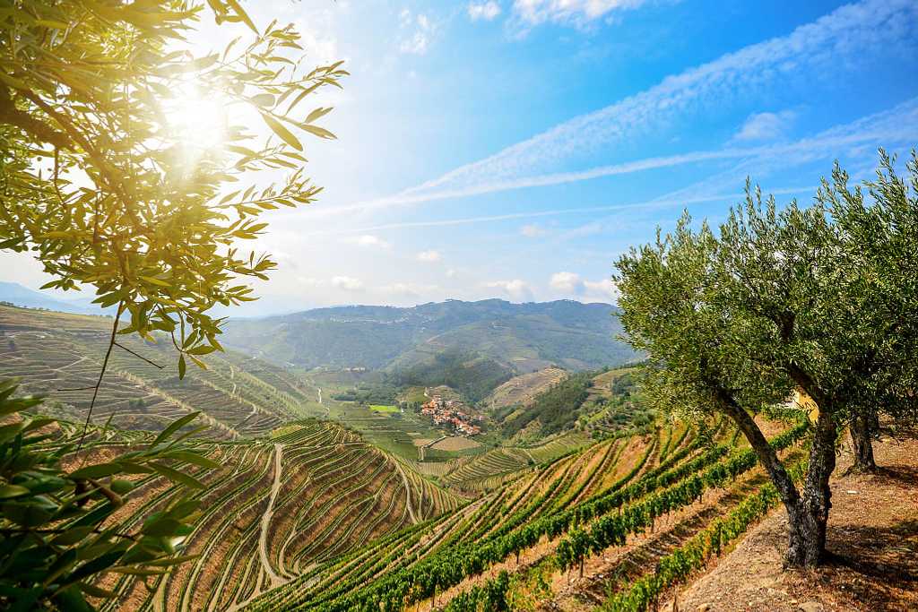 Vineyards in the Douro Valley wine region of Portugal