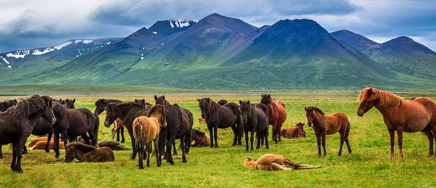 Horses in the mountains of Iceland