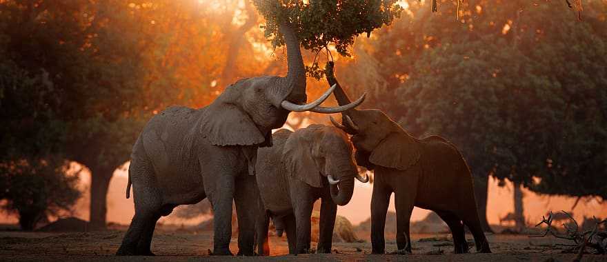 Herd of elephants at Mana Pools in Zimbabwe